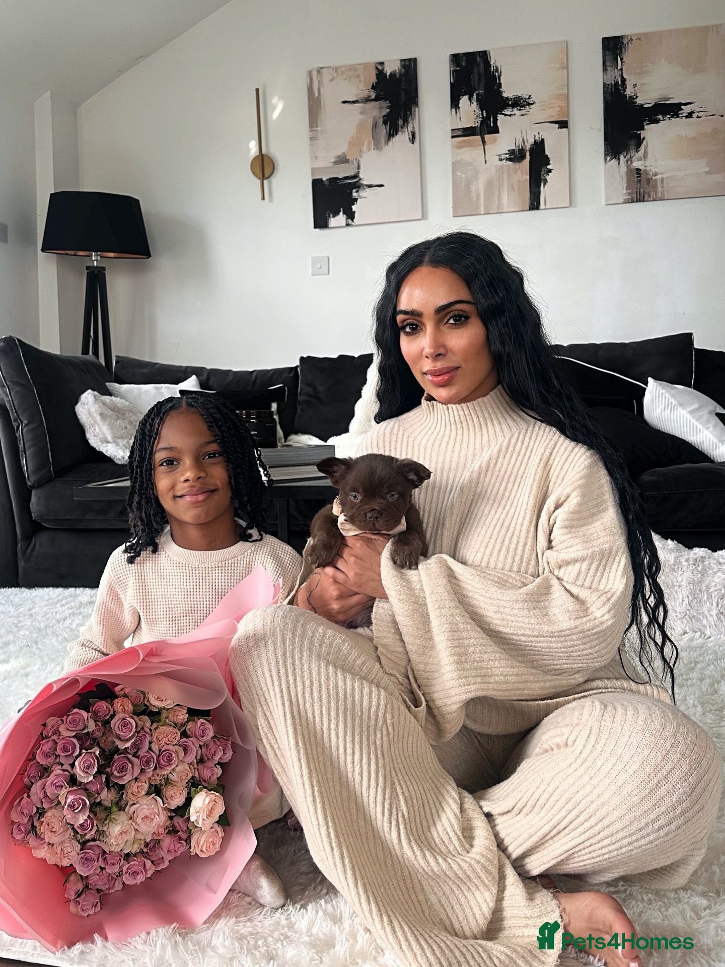 French Bulldog dogs FLUFFY FRENCHIE READY NOW - Advert 2