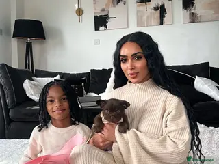 French Bulldog dogs FLUFFY FRENCHIE READY NOW - Advert 2