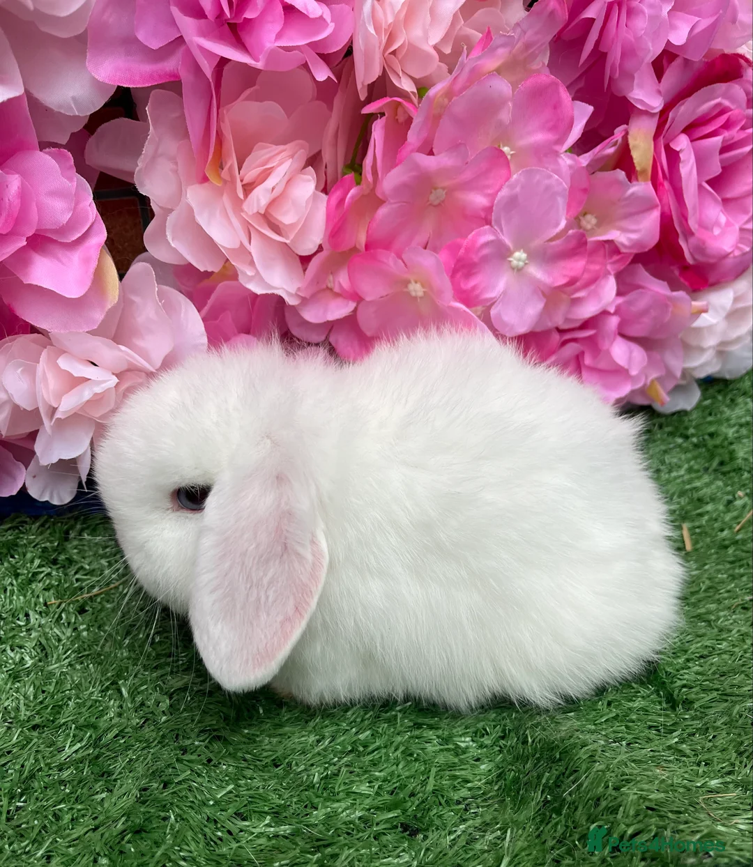 Mini Lop rabbits for sale: Mini lops ready now - Advert 7
