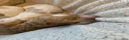 Goldendoodle dogs for sale: 🌟Premium Multi-Gen Doodle Puppies – Rare Colours  - Advert 9