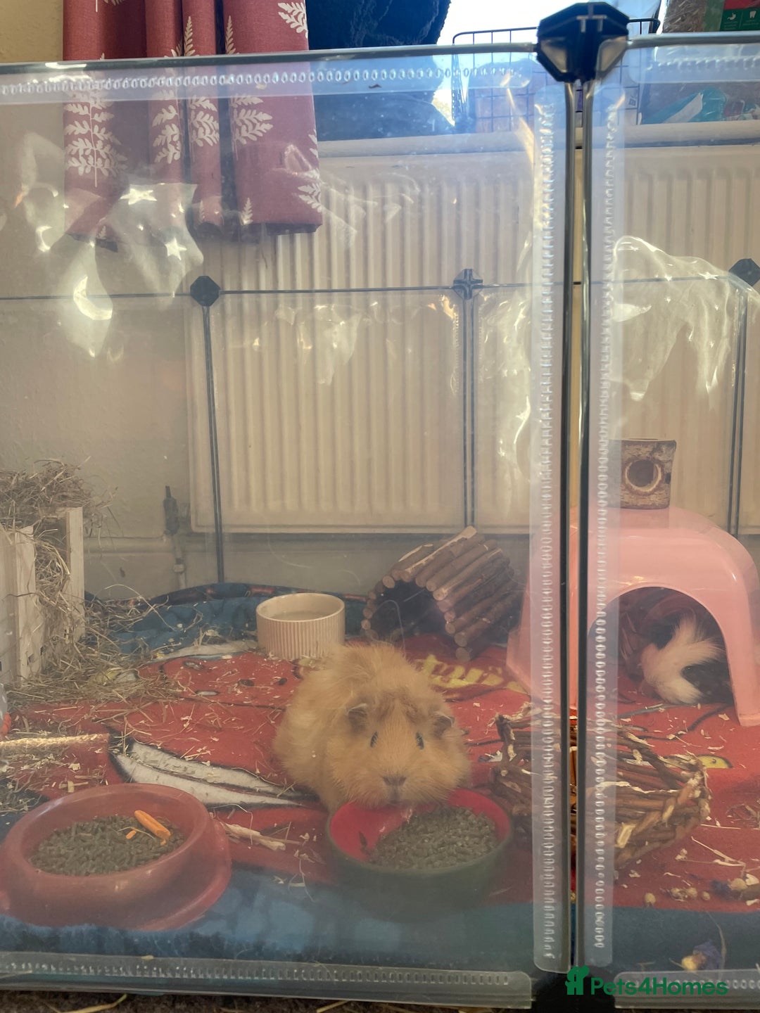 Guinea Pig rodents for sale: two guinea pig boys  - Image 3