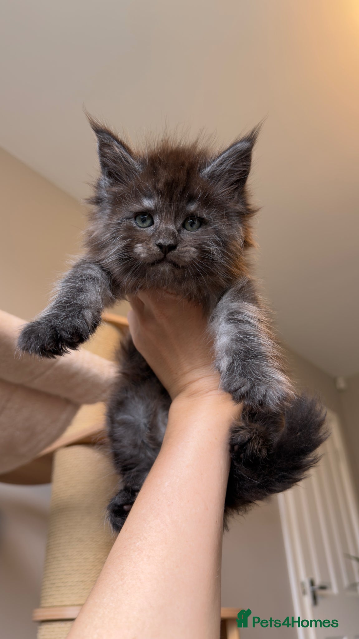 Maine Coon cats TICA Reg/Health Tested/Russian Imported Parents⭐️ - Advert 6