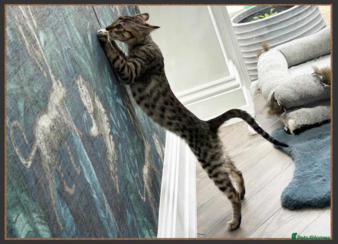 Savannah cats for sale: Ready to go F5 SBT Savannah kittens in Bingley - Image 11
