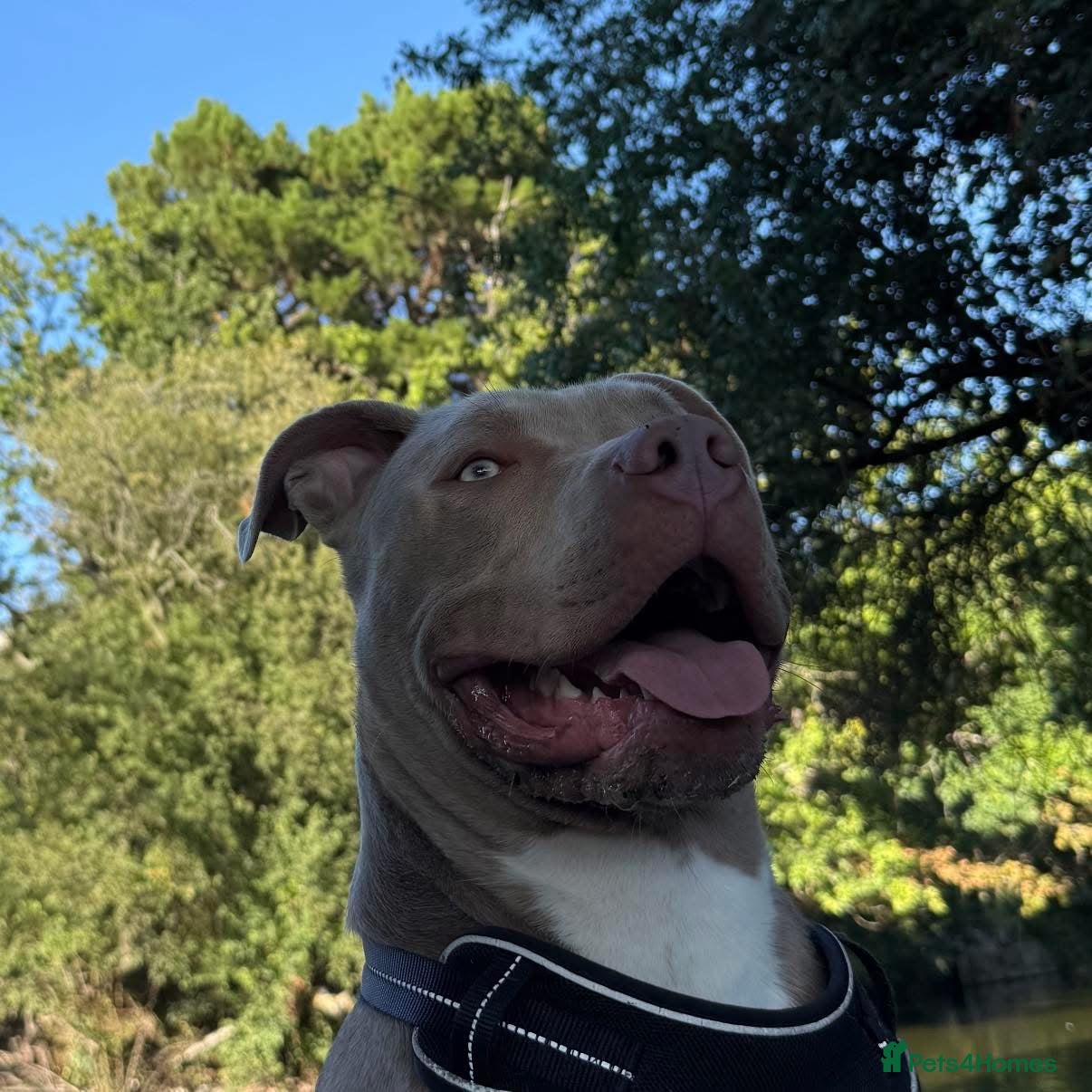 American Bully dogs 16 months old American Bully ready for stud - Advert 1