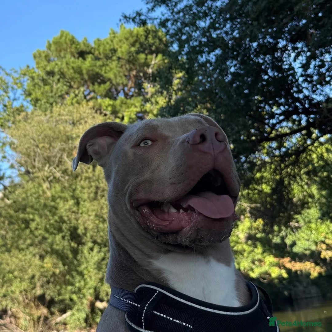 American Bully dogs for stud: 16 months old American Bully ready for stud in London - Advert 1