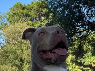 American Bully dogs 16 months old American Bully ready for stud - Advert 1