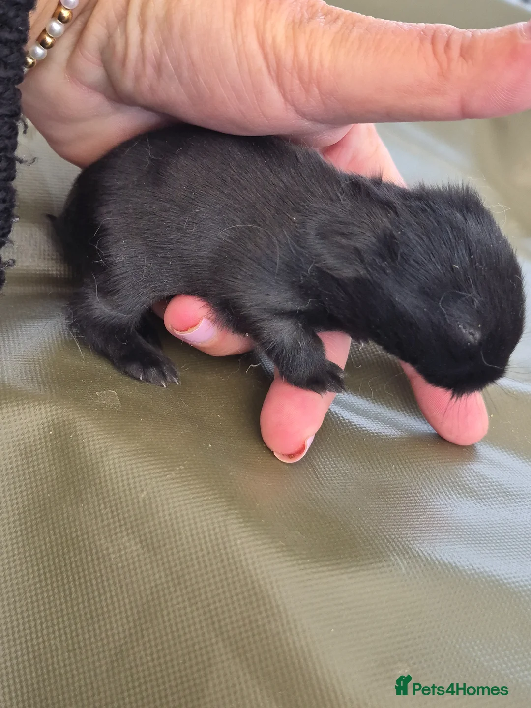 Netherland Dwarf rabbits for sale: Neverland dwarf  - Advert 3