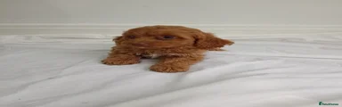 Cockapoo Puppy 9
