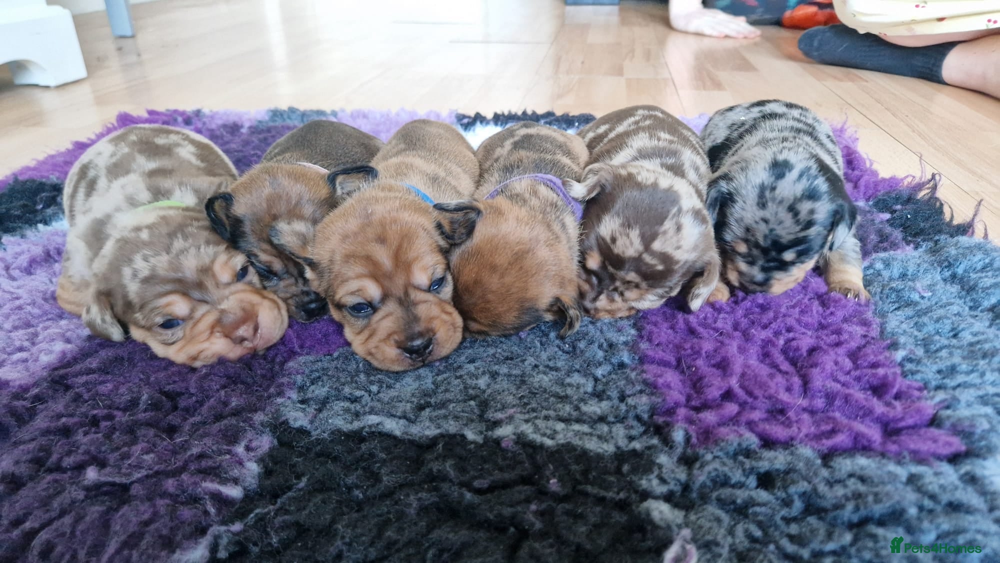 Mixed Breed dogs French Bulldog x Miniature Dachshund Puppies - Advert 6