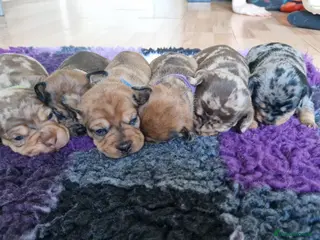 Mixed Breed dogs French Bulldog x Miniature Dachshund Puppies - Advert 3
