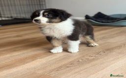Australian Shepherd dogs for sale: 2 KC registered Australian Shepards remaining! - Image 28