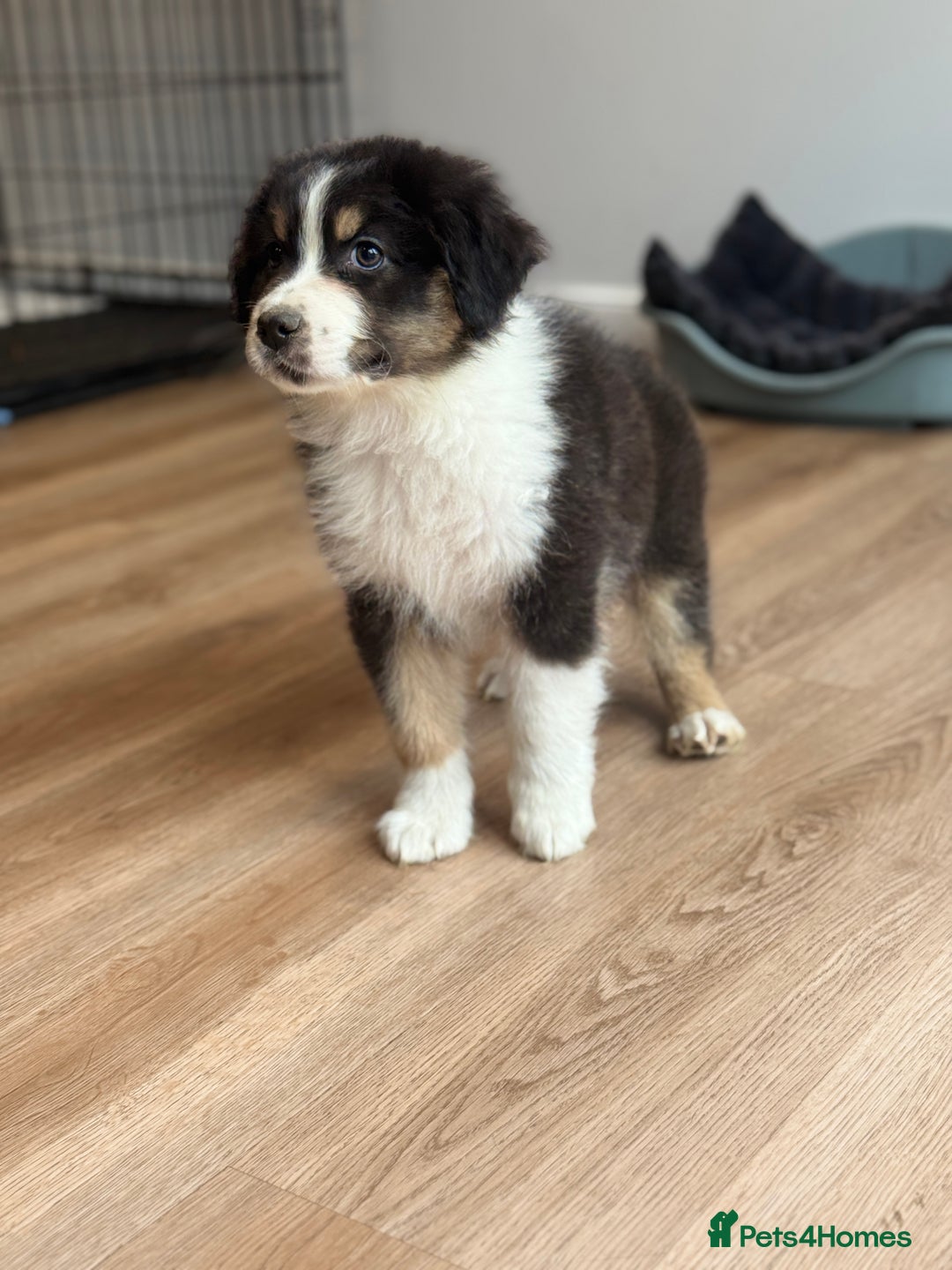 Australian Shepherd dogs for sale: 2 KC registered Australian Shepards remaining! - Image 28