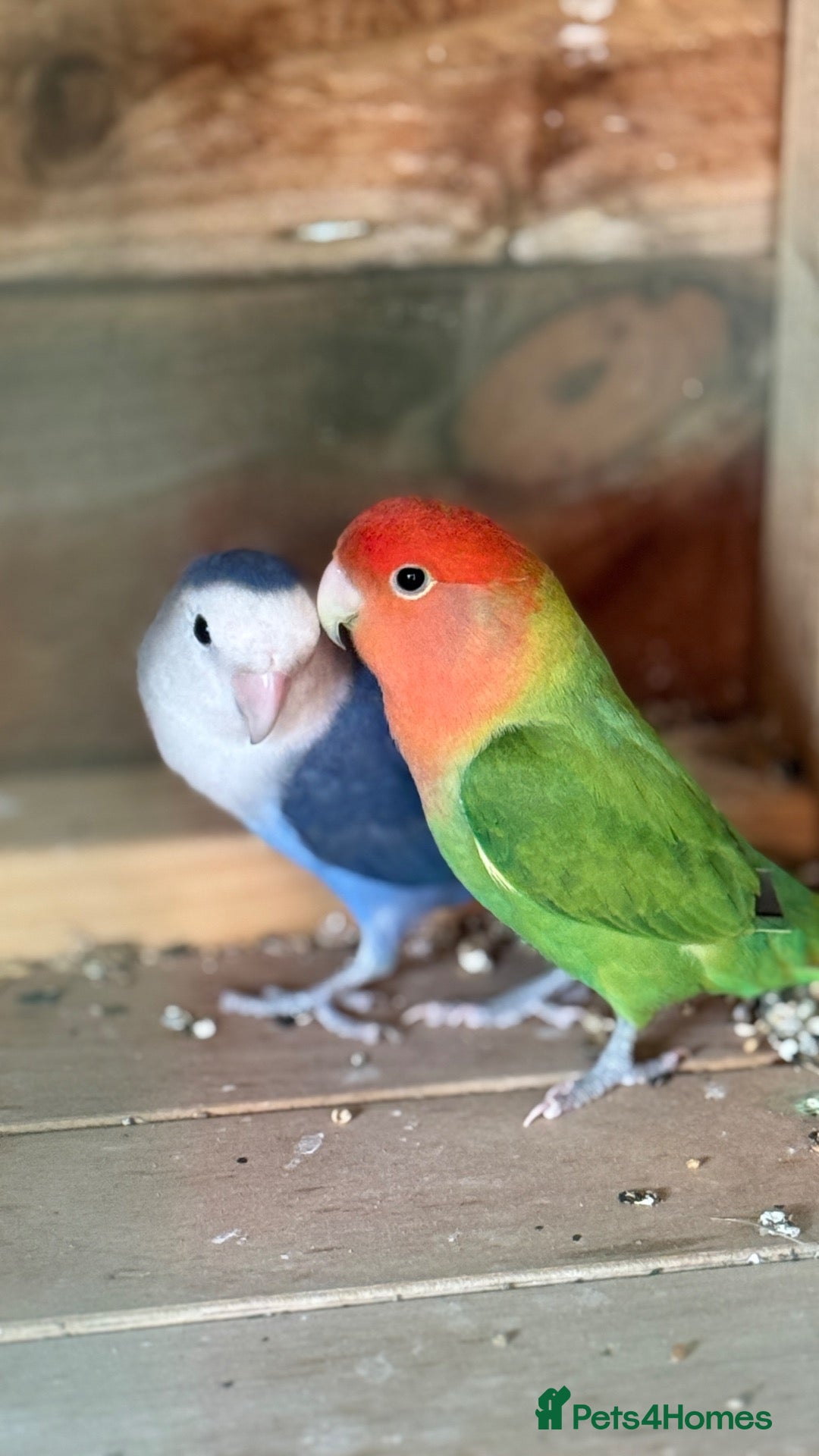 Lovebirds birds Love paired love birds for sale  - Advert 13
