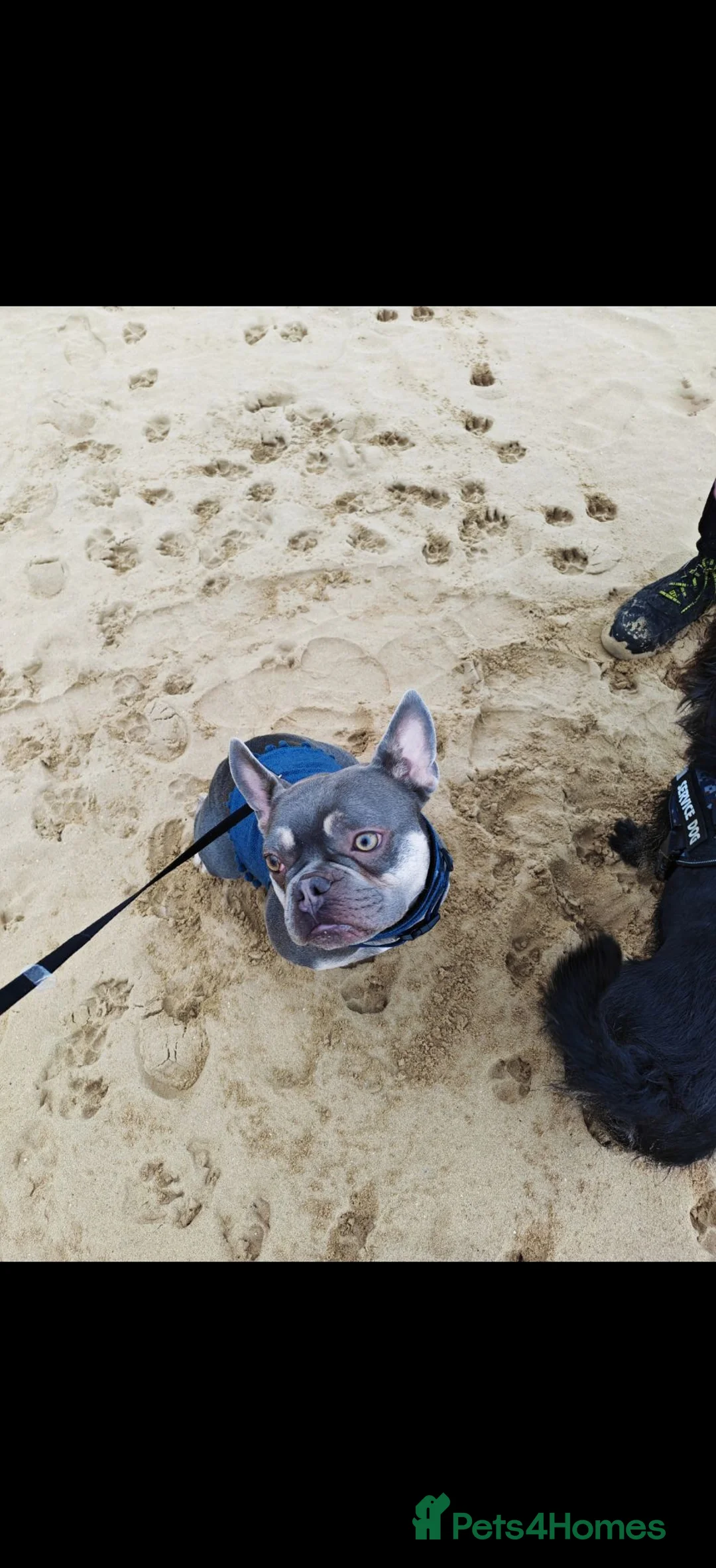 French Bulldog dogs for sale: Beautiful Enzo looking for loving forever home - Advert 2