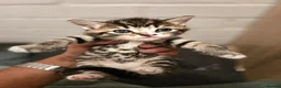 Mixed Breed cats for sale: 💖 Gorgeous British Shorthair Mix Kittens –  🐾 in Peterborough - Advert 24