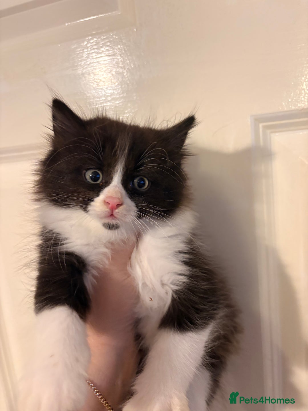 Mixed Breed cats for sale: 4 gorgeous boys 2 fluffy and a chocolate brown  - Advert 7