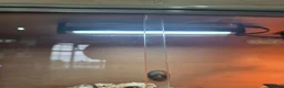 Leopard Gecko reptiles for sale: 2 albino leopard geckos and full enclosure  - Advert 4