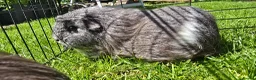 Guinea Pig rodents for sale: Mixed Guinea pigs adult sows and young boars - Advert 5