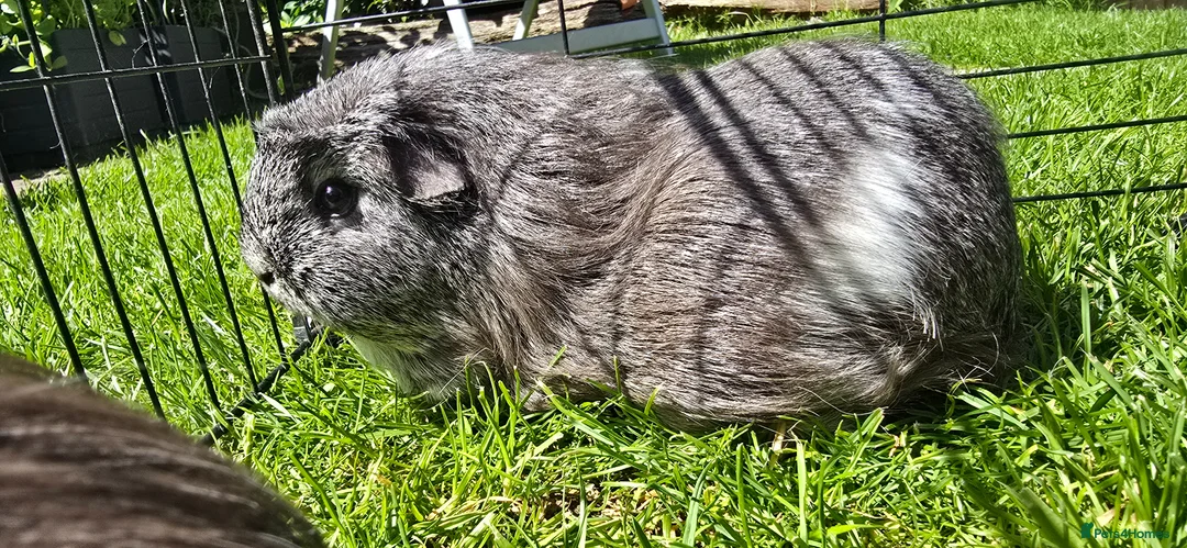 Guinea Pig rodents for sale: Mixed Guinea pigs adult sows and young boars - Advert 5