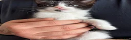Mixed Breed cats for sale: Tuxedos  in Ringwood - Advert 4