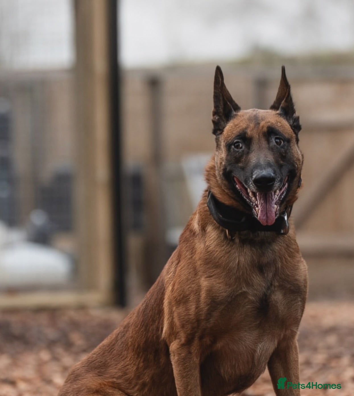 Belgian Shepherd Dog dogs Fully health tested, titled KC stud  - Advert 9