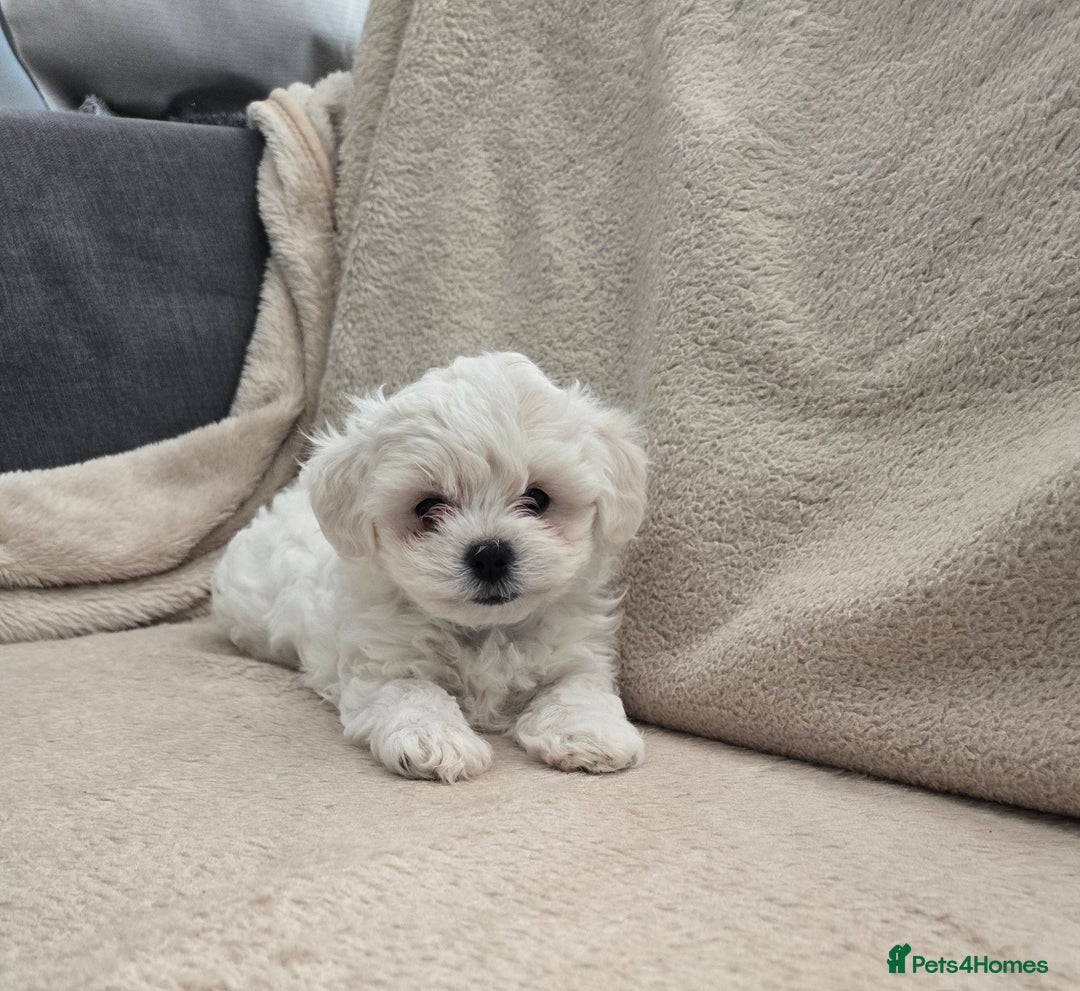 Bichon Frise dogs for sale: Bichon bolognese  - Advert 1