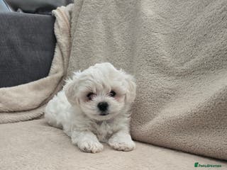 Bichon Frise dogs Bichon bolognese - Advert 10