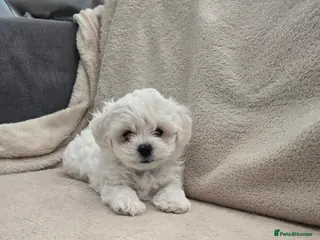 Bichon Frise dogs Bichon bolognese - Advert 3