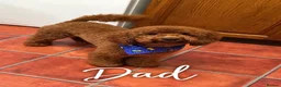 Cavapoo dogs for sale: Top quality, health tested F1b Cavapoo babies - Advert 15