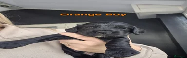 Cockapoo 3 - Orange collar
