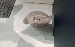 British Shorthair cats for sale: British shorthair kitten READY NOW - Image 4
