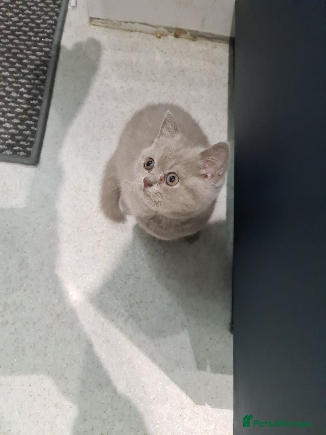 British Shorthair cats for sale: British shorthair kitten READY NOW - Image 4