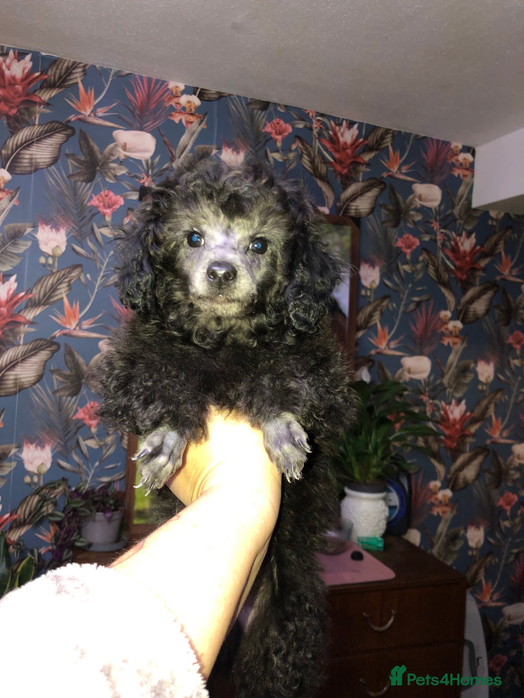 Toy Poodle dogs for sale: Teddy is ready to go! - Advert 7