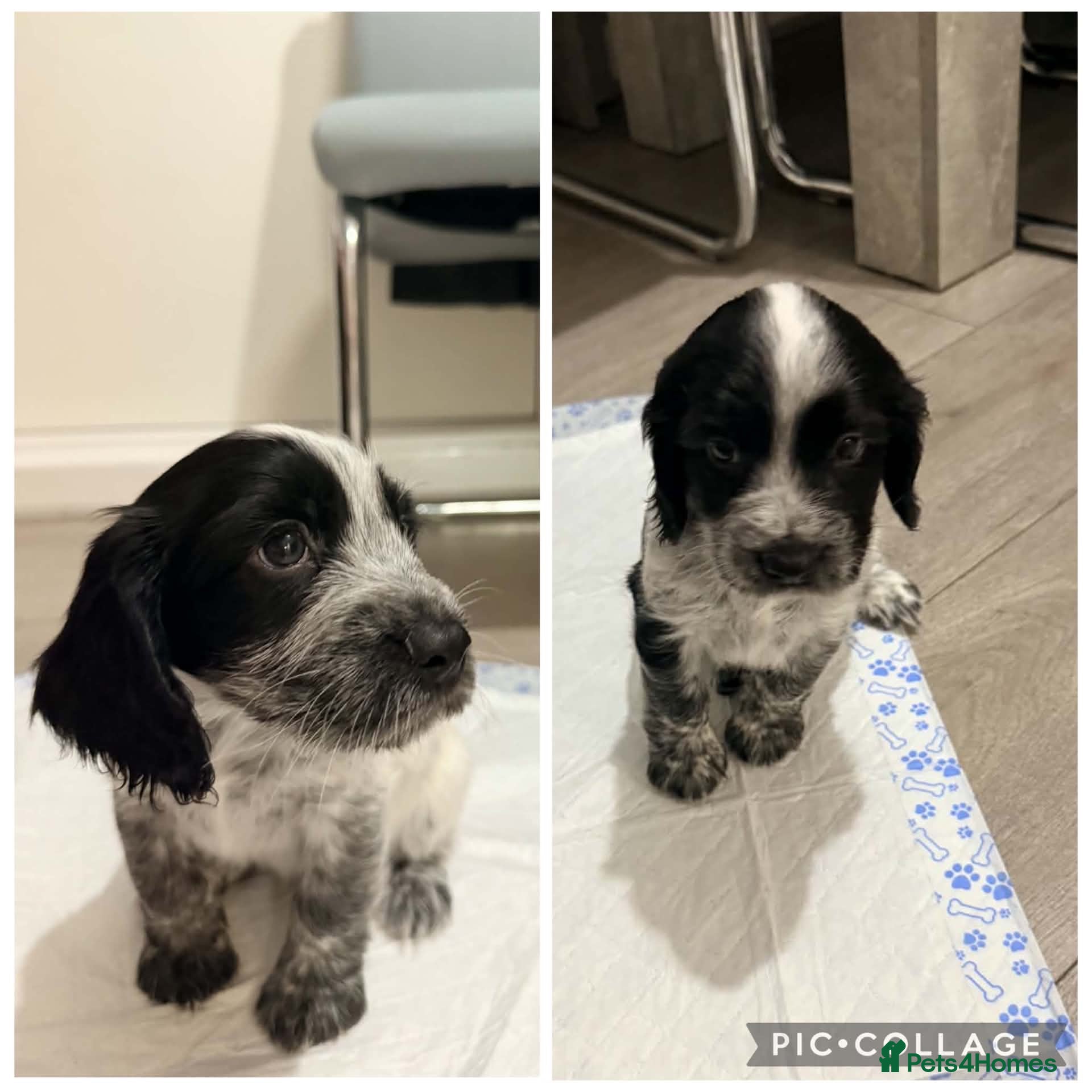 Cocker Spaniel dogs 7 beautiful cocker spaniels  - Advert 9