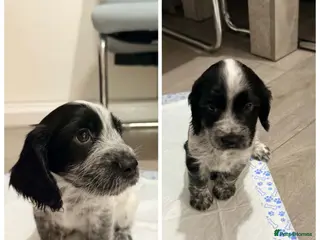 Cocker Spaniel dogs 7 beautiful cocker spaniels - Advert 18