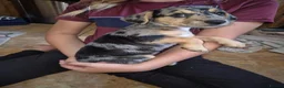Jackshund dogs for sale: Jack Russell x dauchand  - Advert 5