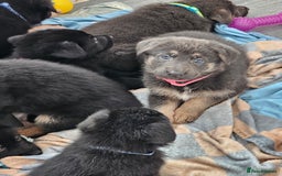 German Shepherd dogs for sale: German shepherd puppies  - Image 9