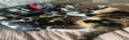 Mixed Breed dogs for sale: Beautiful Dalmatian Cross - Advert 7