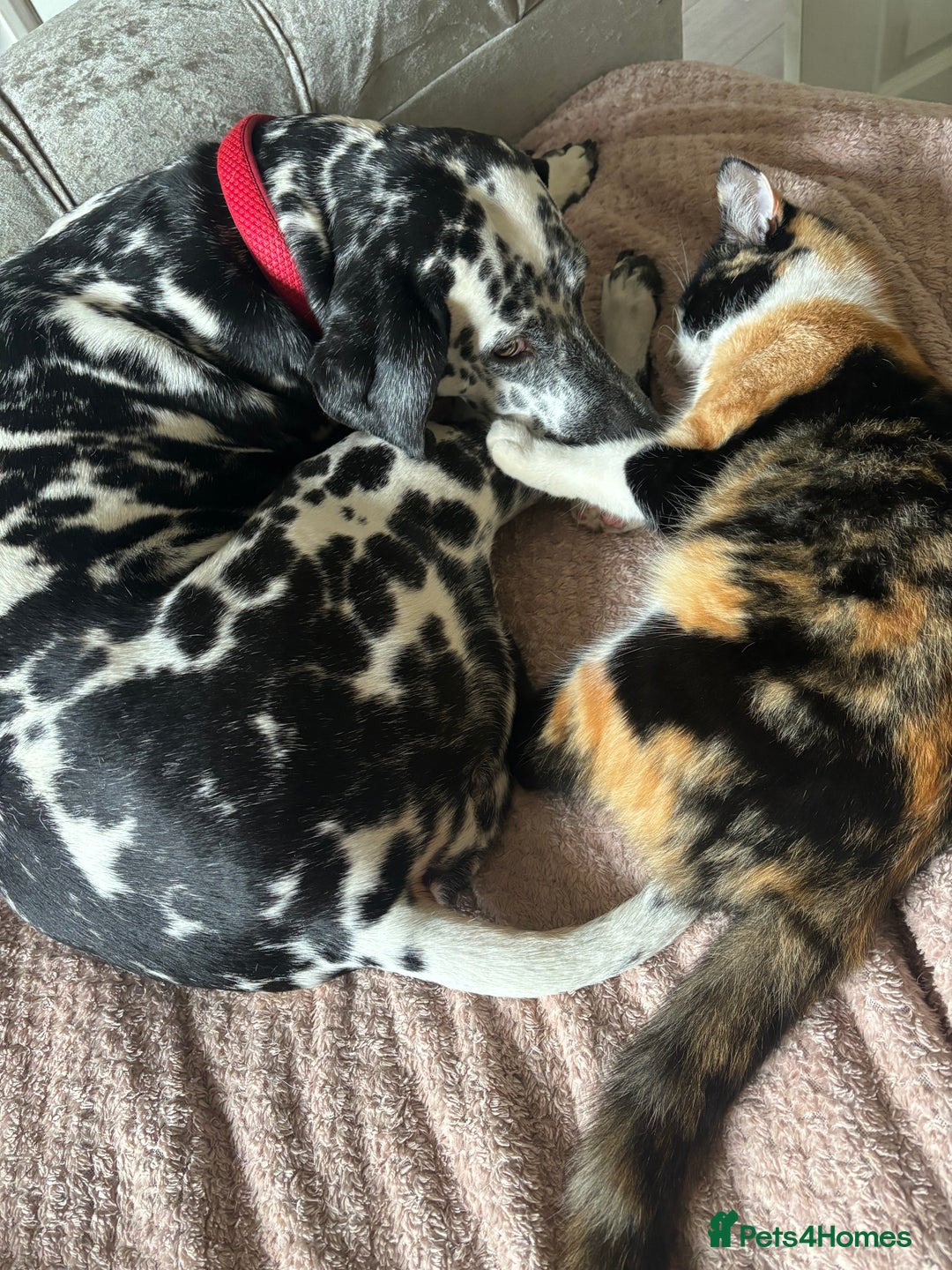 Mixed Breed dogs for sale: Beautiful Dalmatian Cross - Advert 7