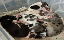 Great Dane dogs for stud: KC Reg - Proven, health tested stud  in Wisbech - Image 10