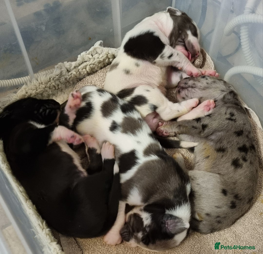 Great Dane dogs for stud: KC Reg - Proven, health tested stud  in Wisbech - Image 10