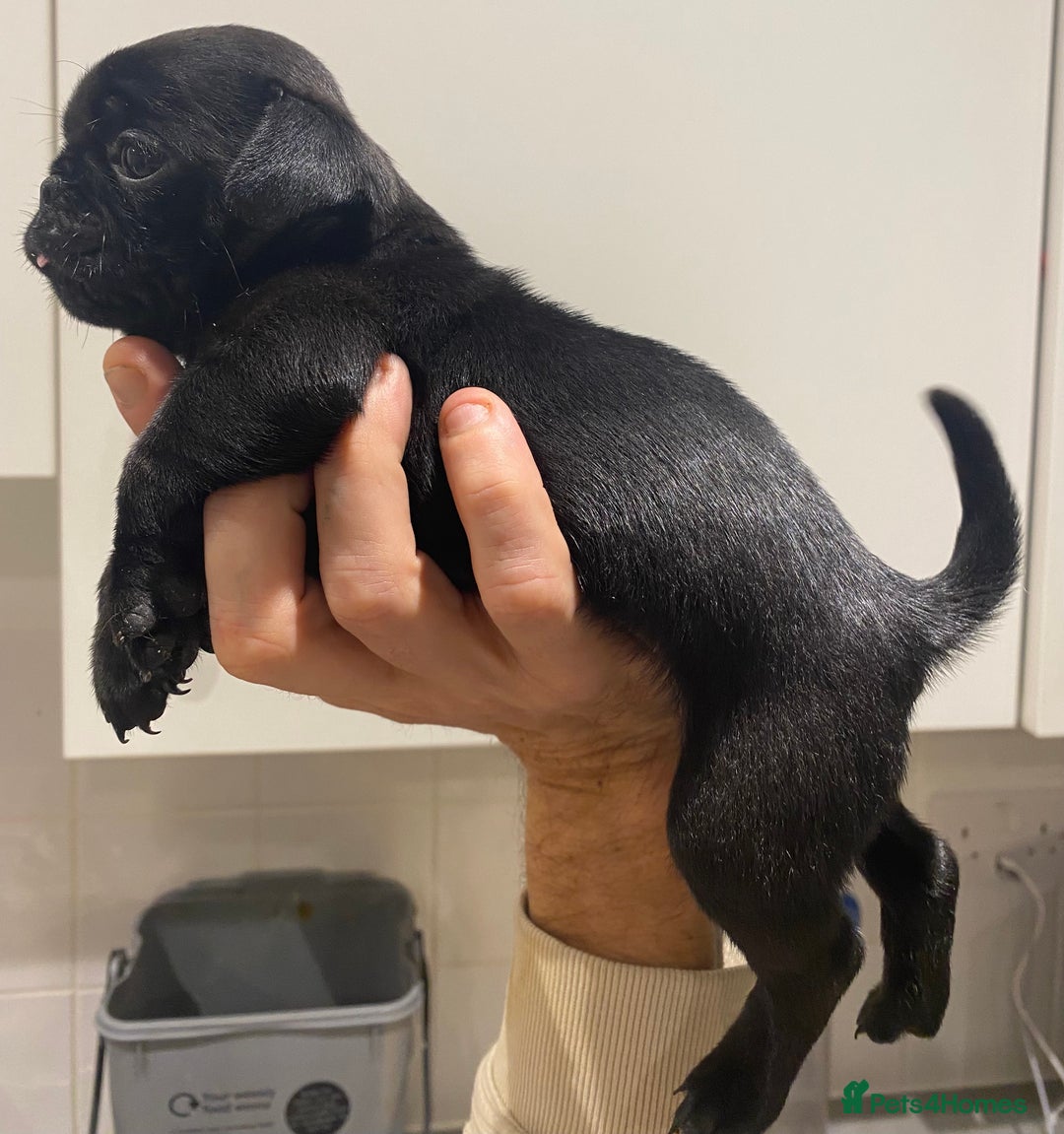 Pug dogs for sale: 💓 PUG GIRL 💓 1 REMAINING READY NOW! - Advert 12