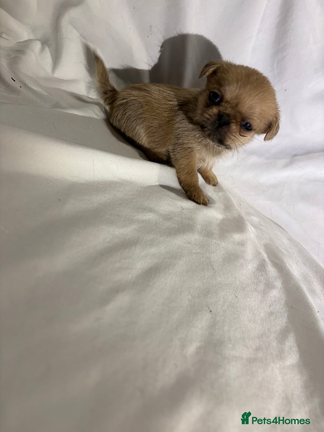 Griffon Bruxellois dogs for sale: Brussels griffons  - Advert 15