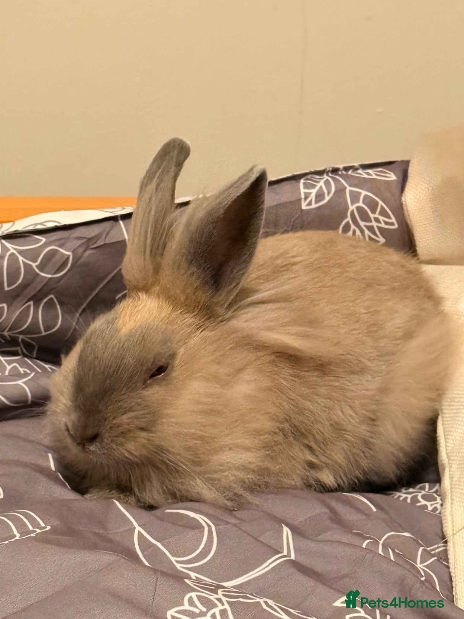 Mixed Breed rabbits Lion Head Mix - (two boys remaining)  - Advert 1