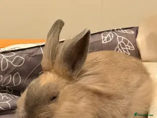 Mixed Breed rabbits Lion Head Mix - (two boys remaining) - Advert 1