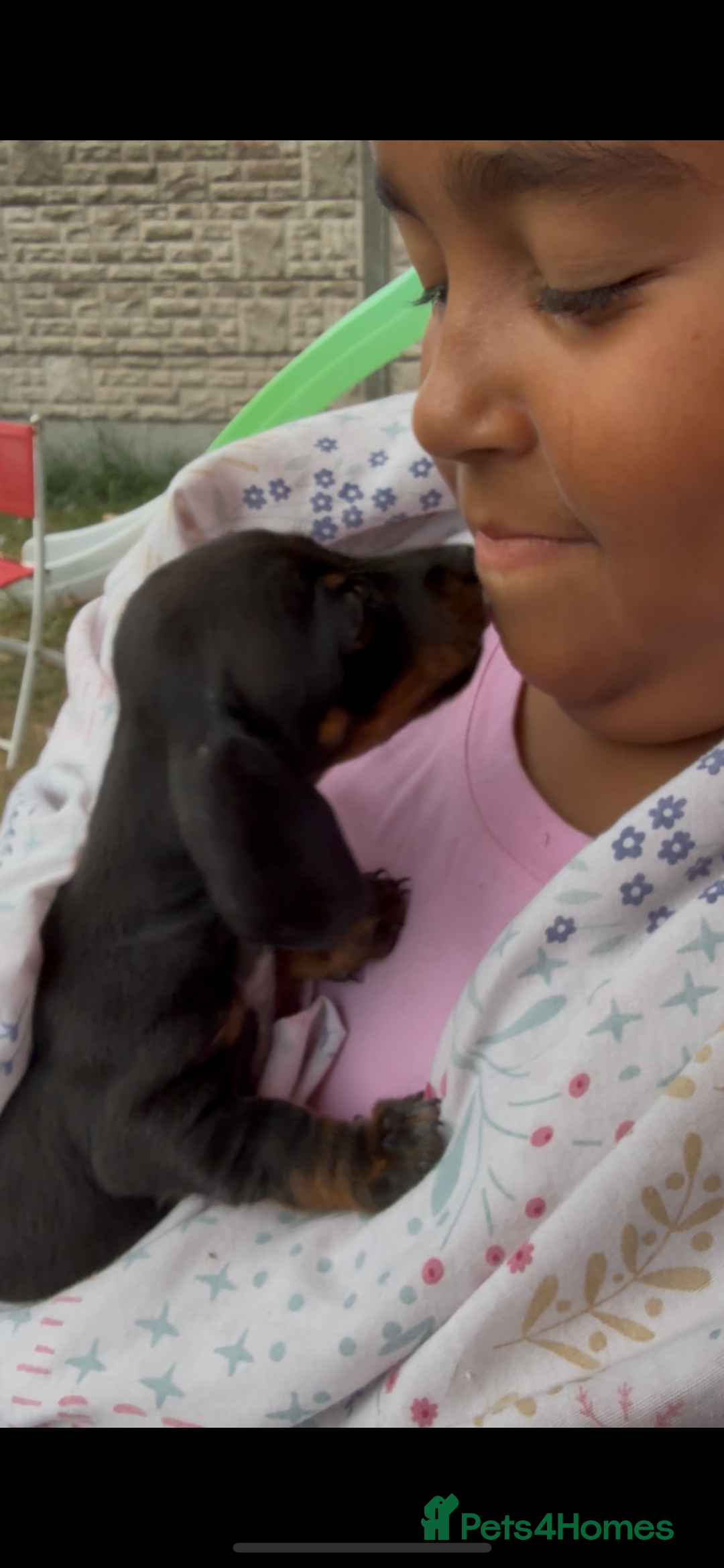 Miniature Dachshund dogs for sale: Beautiful Isabella dachshund puppies - Image 25