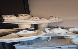 Ragdoll cats for sale: 4 Tica registered Kittens For Sale  - Image 1