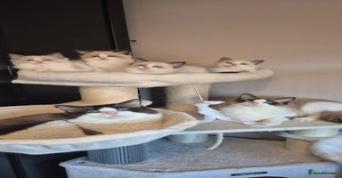 Ragdoll cats - Advert 8