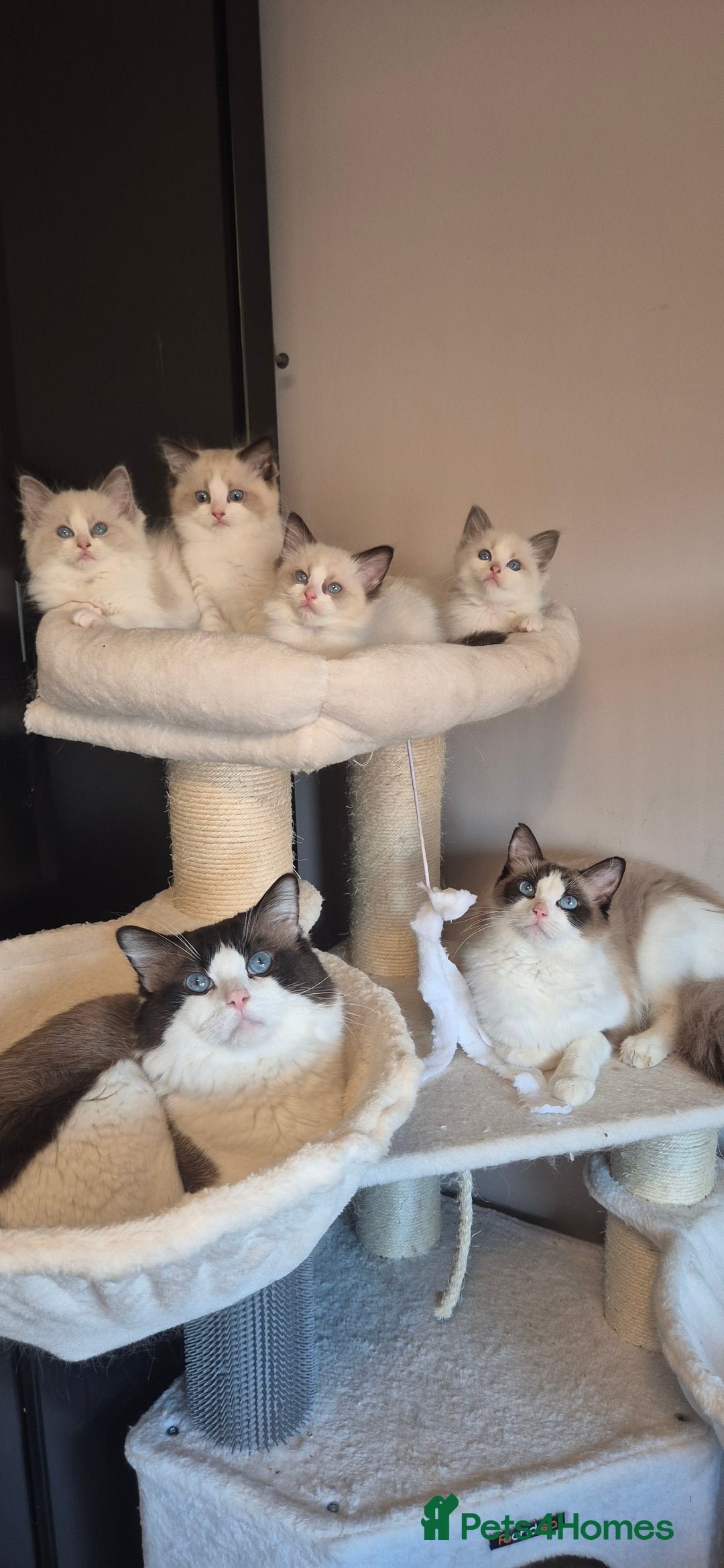 Ragdoll cats for sale: 4 Tica registered Kittens For Sale  - Image 1