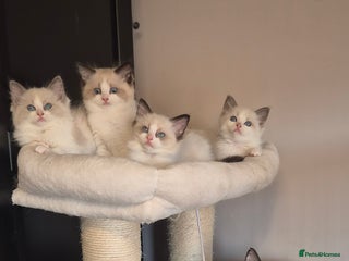 Ragdoll cats - Advert 32